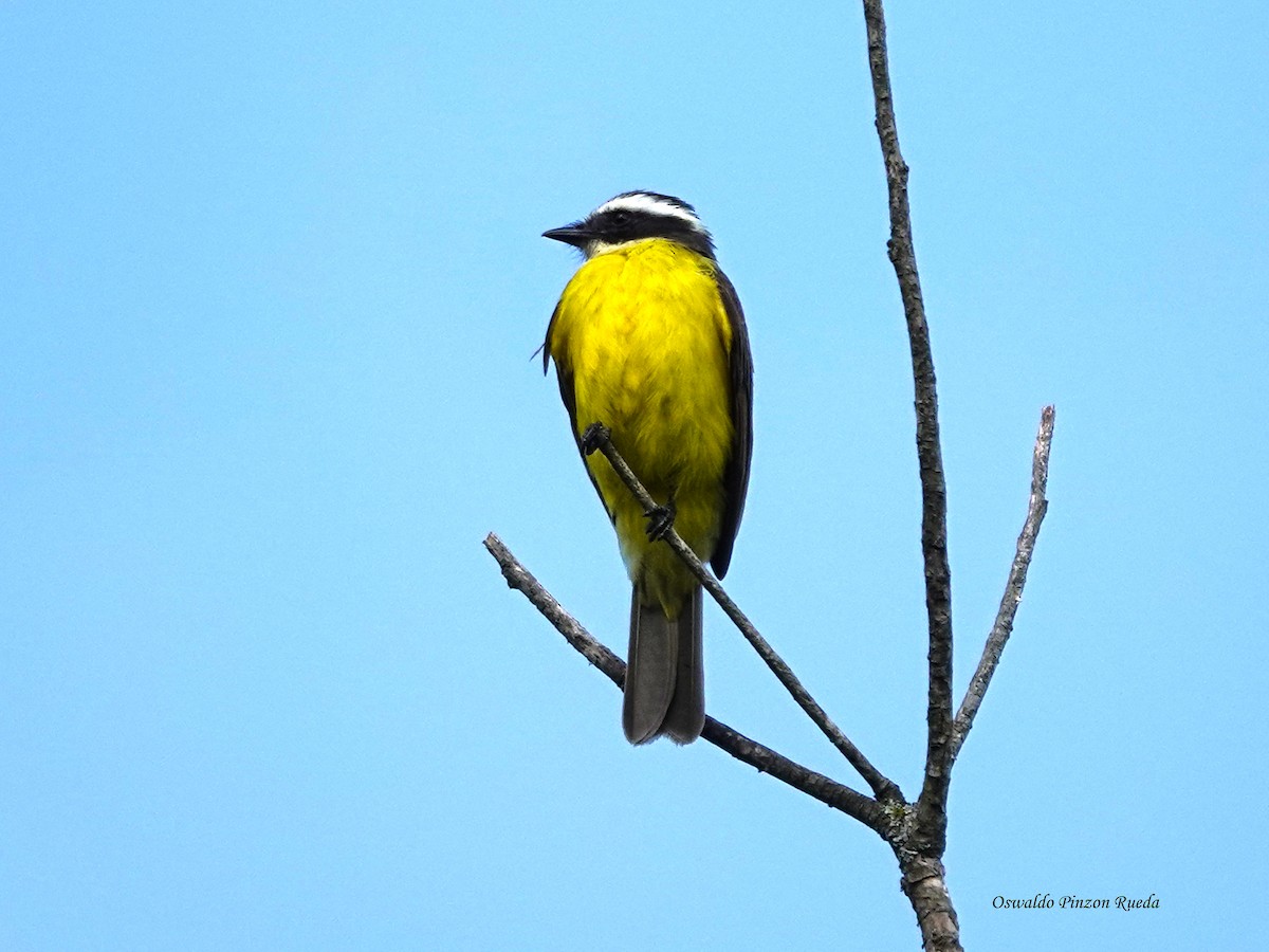 Rusty-margined Flycatcher - ML638415076