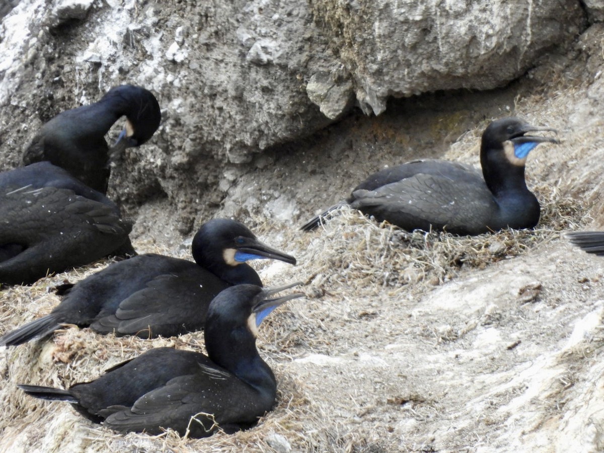 Brandt's Cormorant - ML638415084
