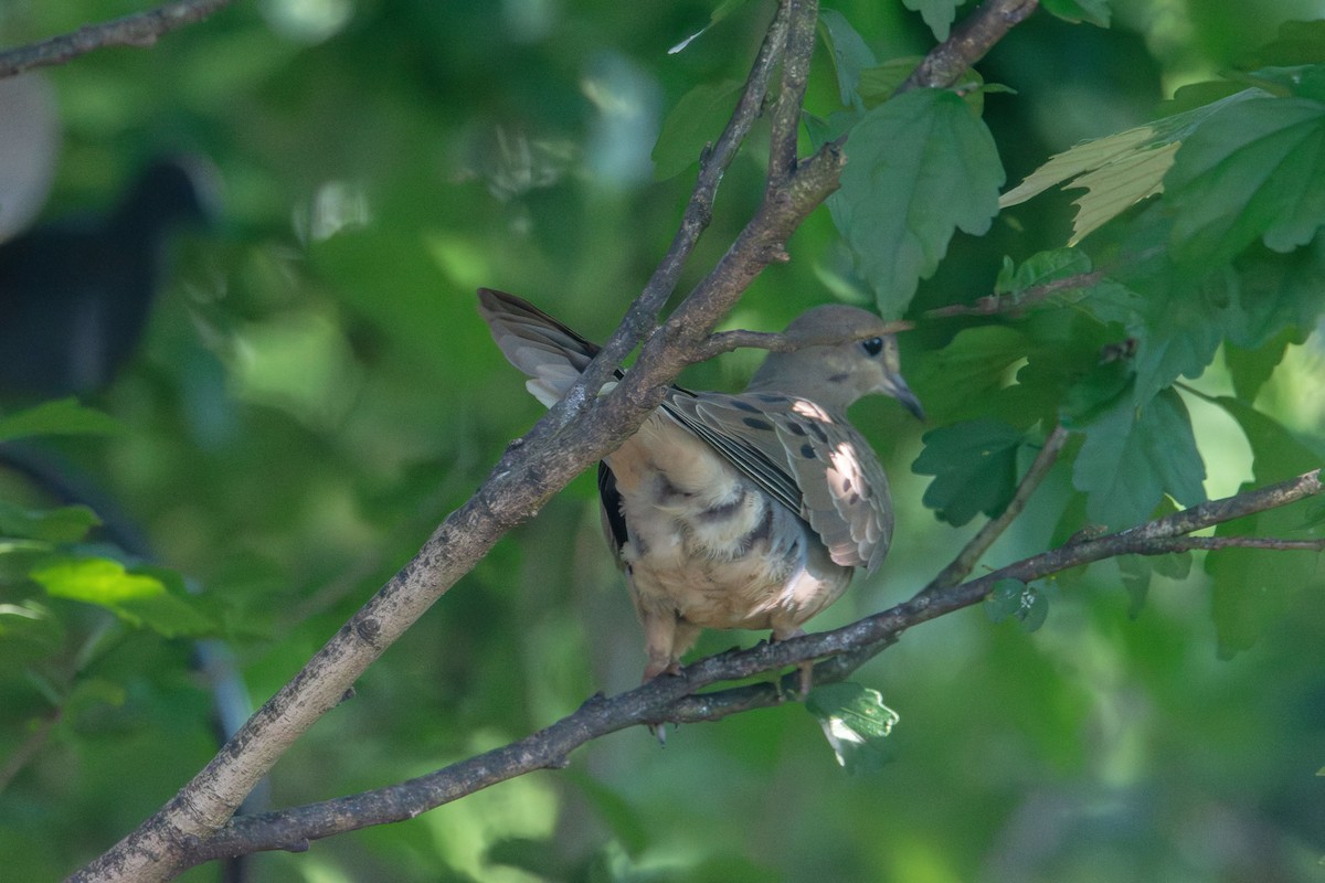 Mourning Dove - ML638415103