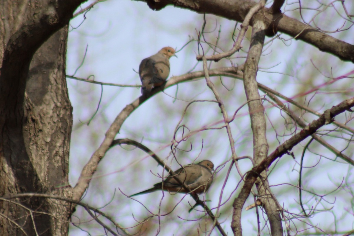 Mourning Dove - ML638415138