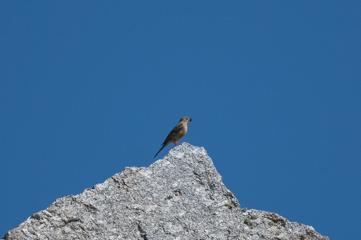 Ortolan Bunting - ML638415146