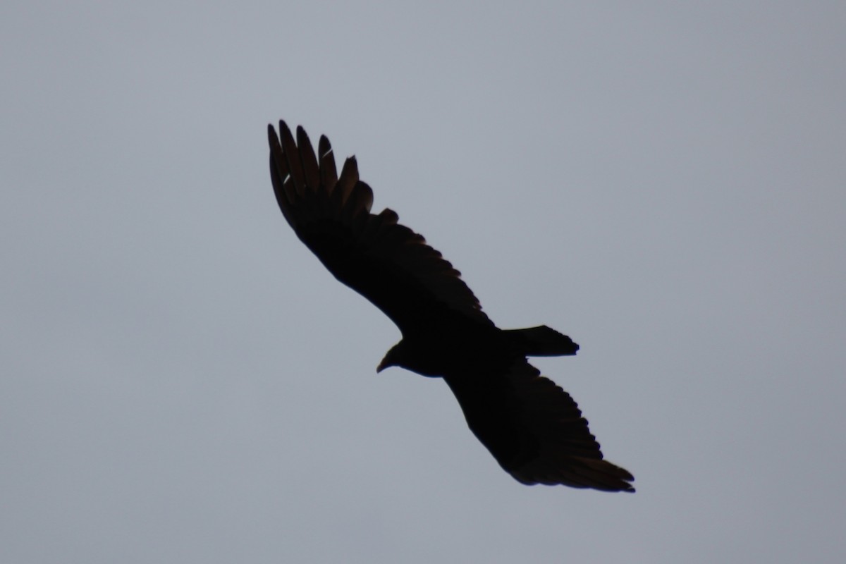 Turkey Vulture - ML638415186