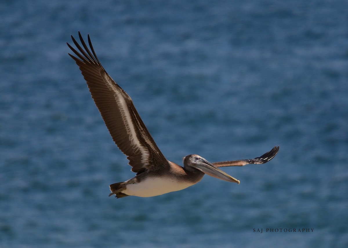 Brown Pelican - ML638415202