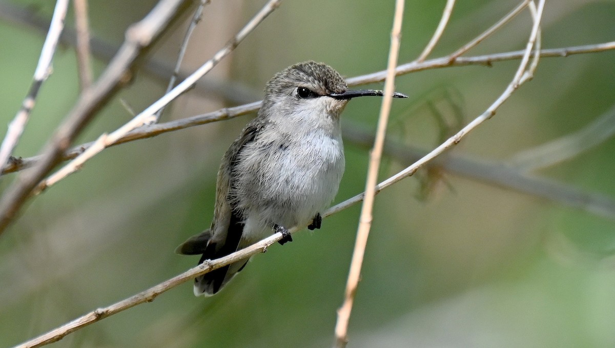 Costa's Hummingbird - ML638415213