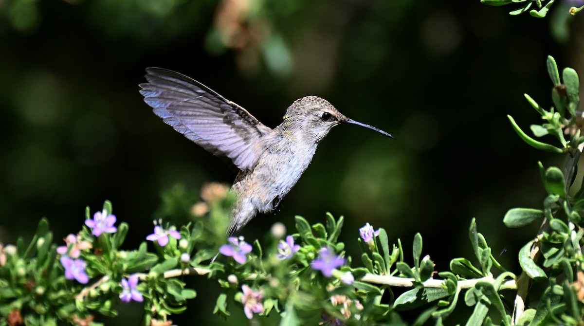 Costa's Hummingbird - ML638415215