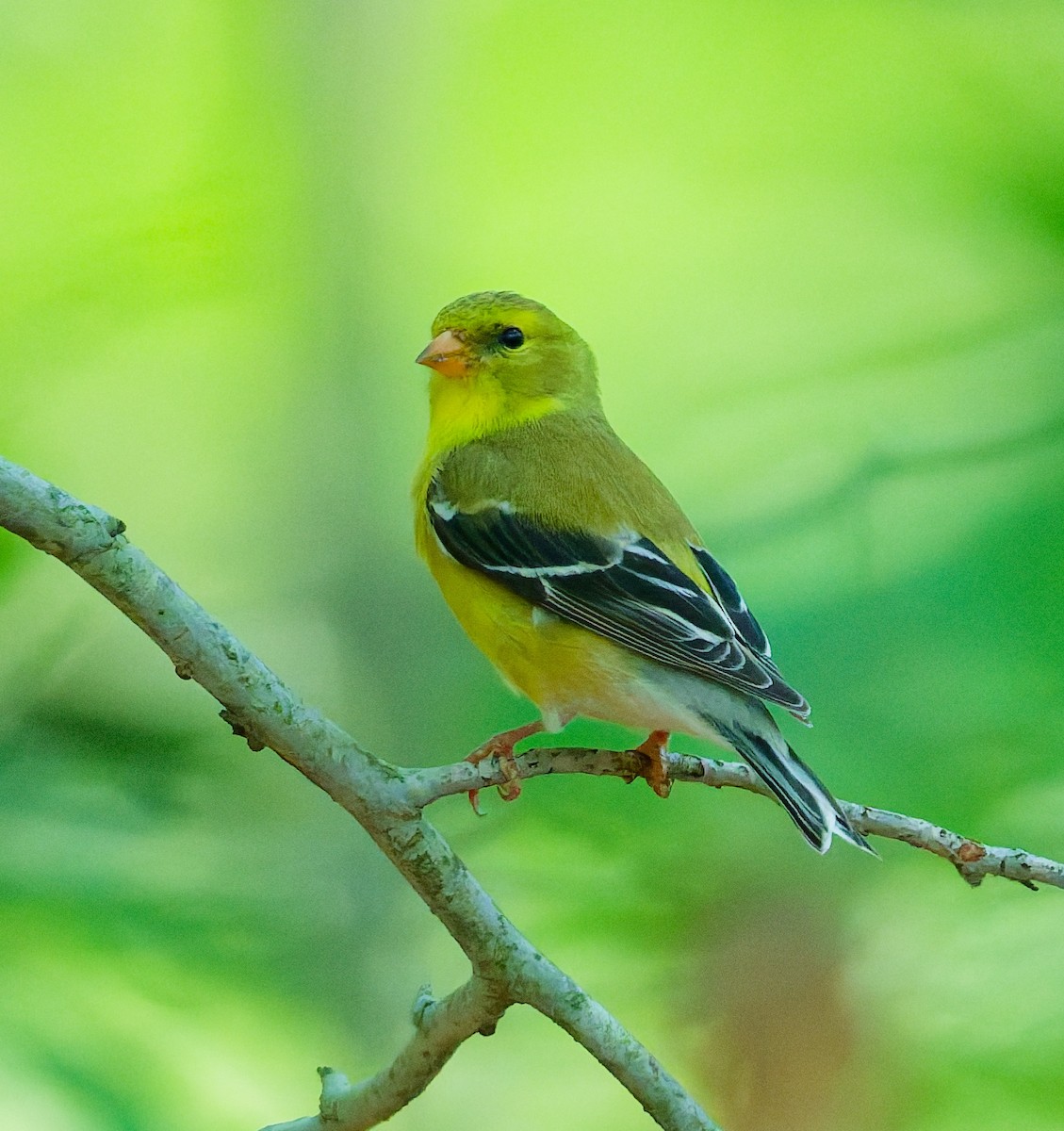 American Goldfinch - ML638415238