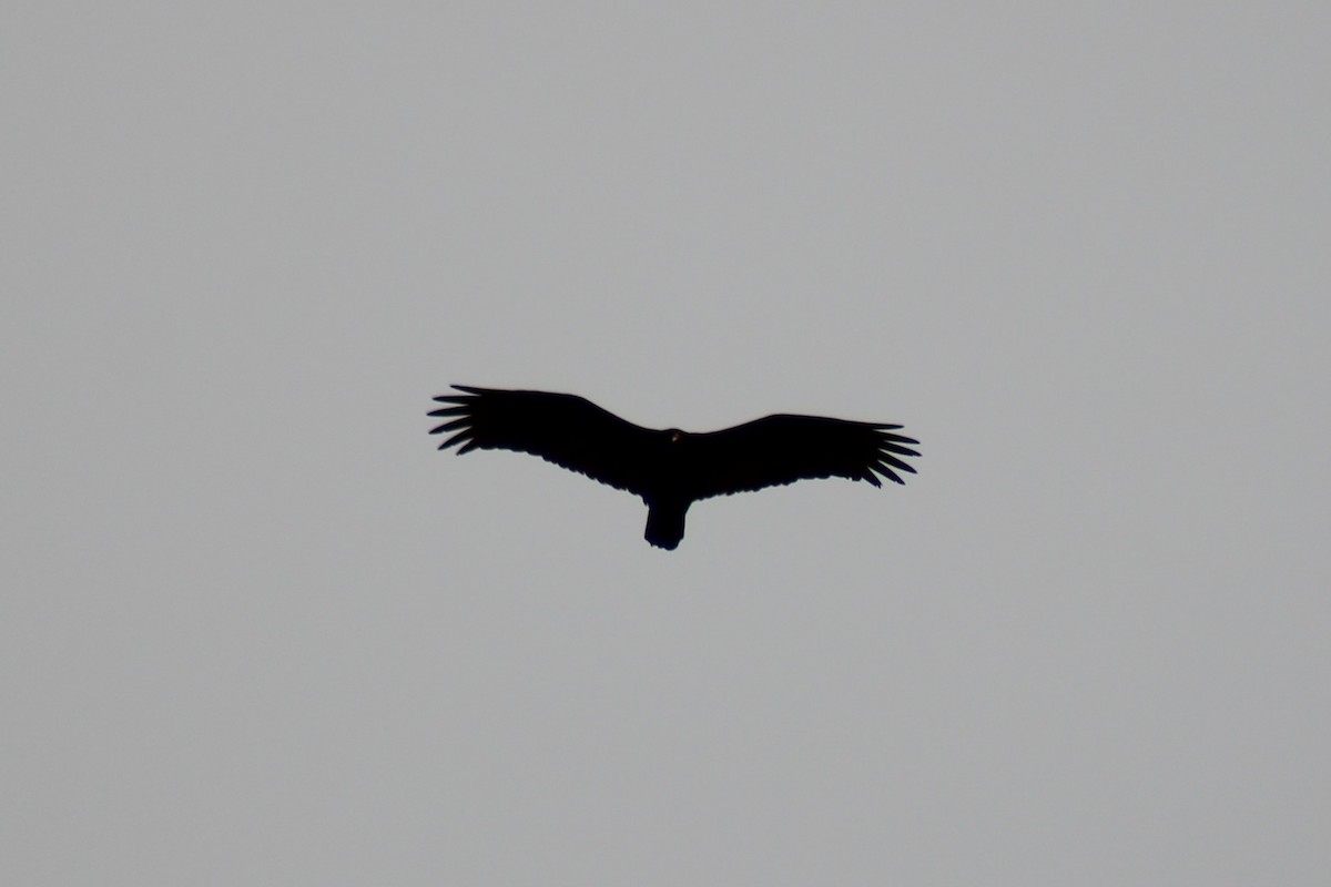 Turkey Vulture - ML638415244