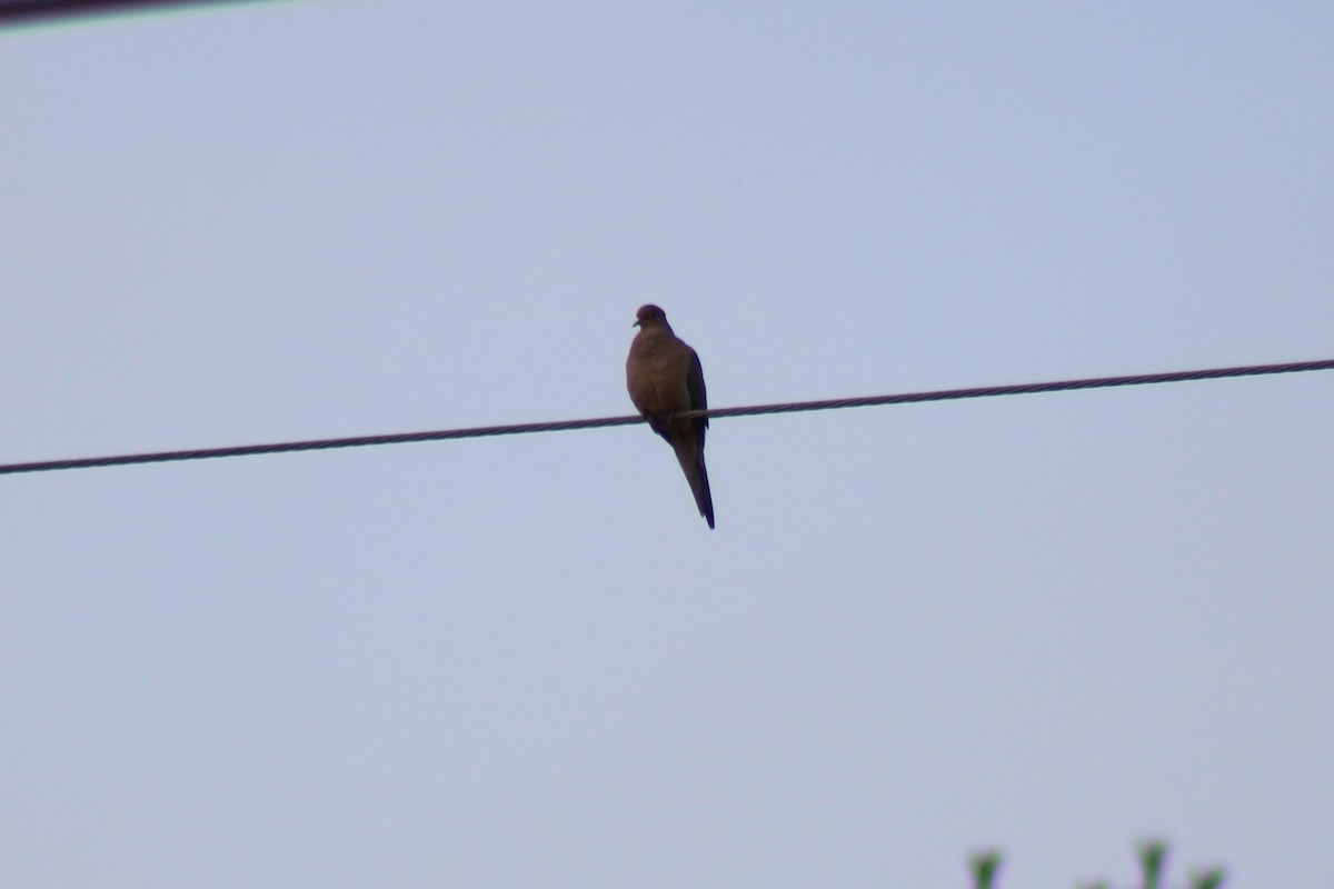 Mourning Dove - ML638415248