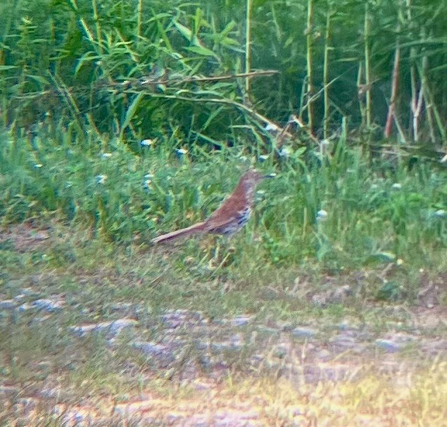 Brown Thrasher - ML638415296