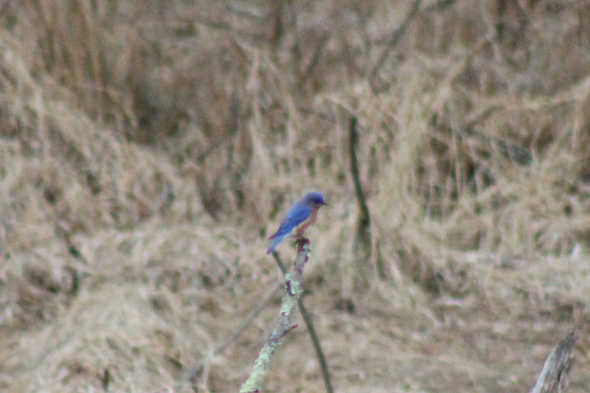 Eastern Bluebird - ML638415316