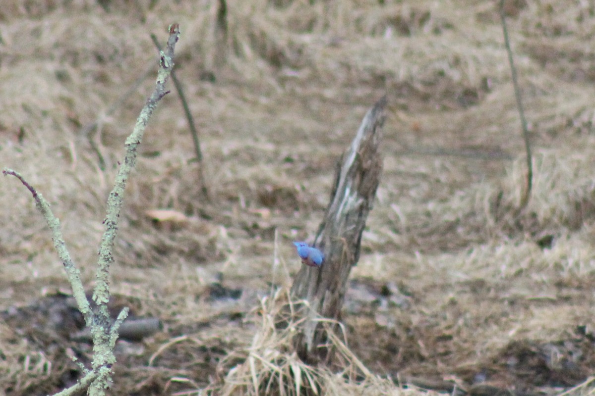 Eastern Bluebird - ML638415317