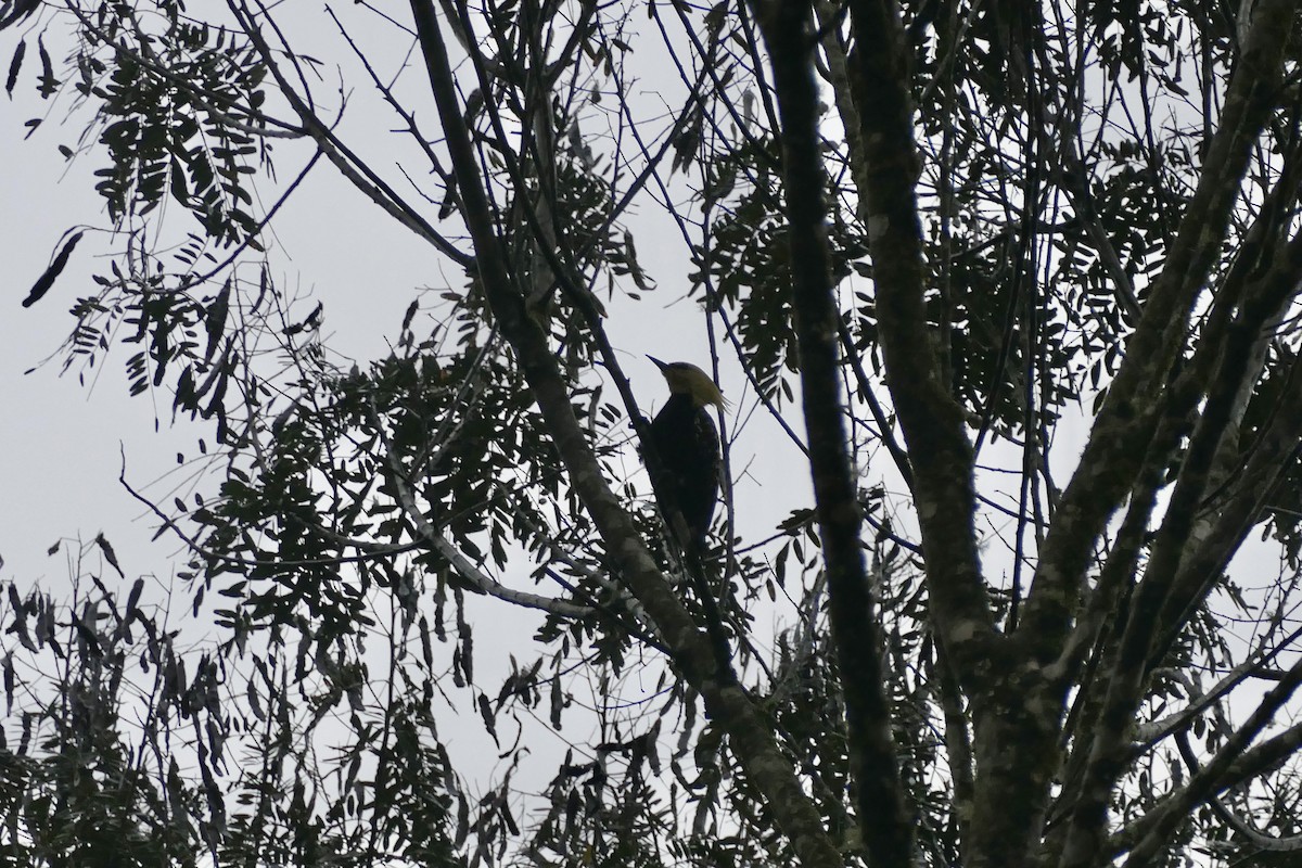 Blond-crested Woodpecker - ML638415321
