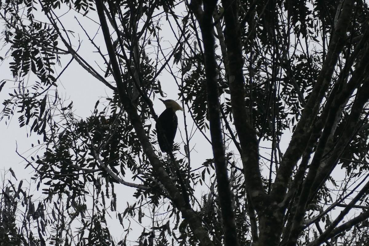 Blond-crested Woodpecker - ML638415323