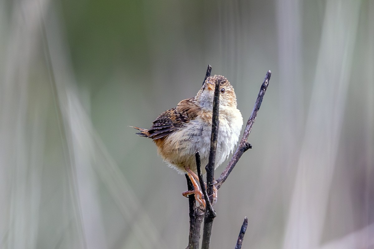 Grass Wren (Northern) - ML638415324