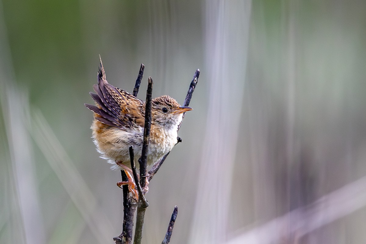 Grass Wren (Northern) - ML638415325