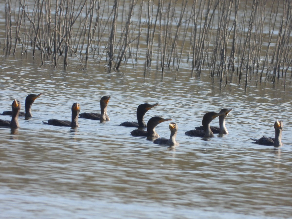 Cormorán Orejudo - ML638415417
