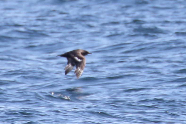 Pomarine Jaeger - ML638415438