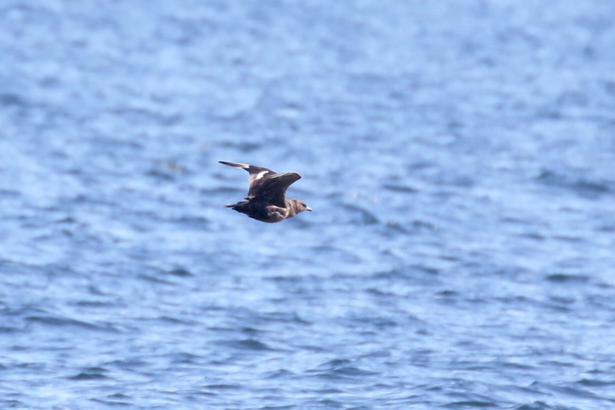 Pomarine Jaeger - ML638415439
