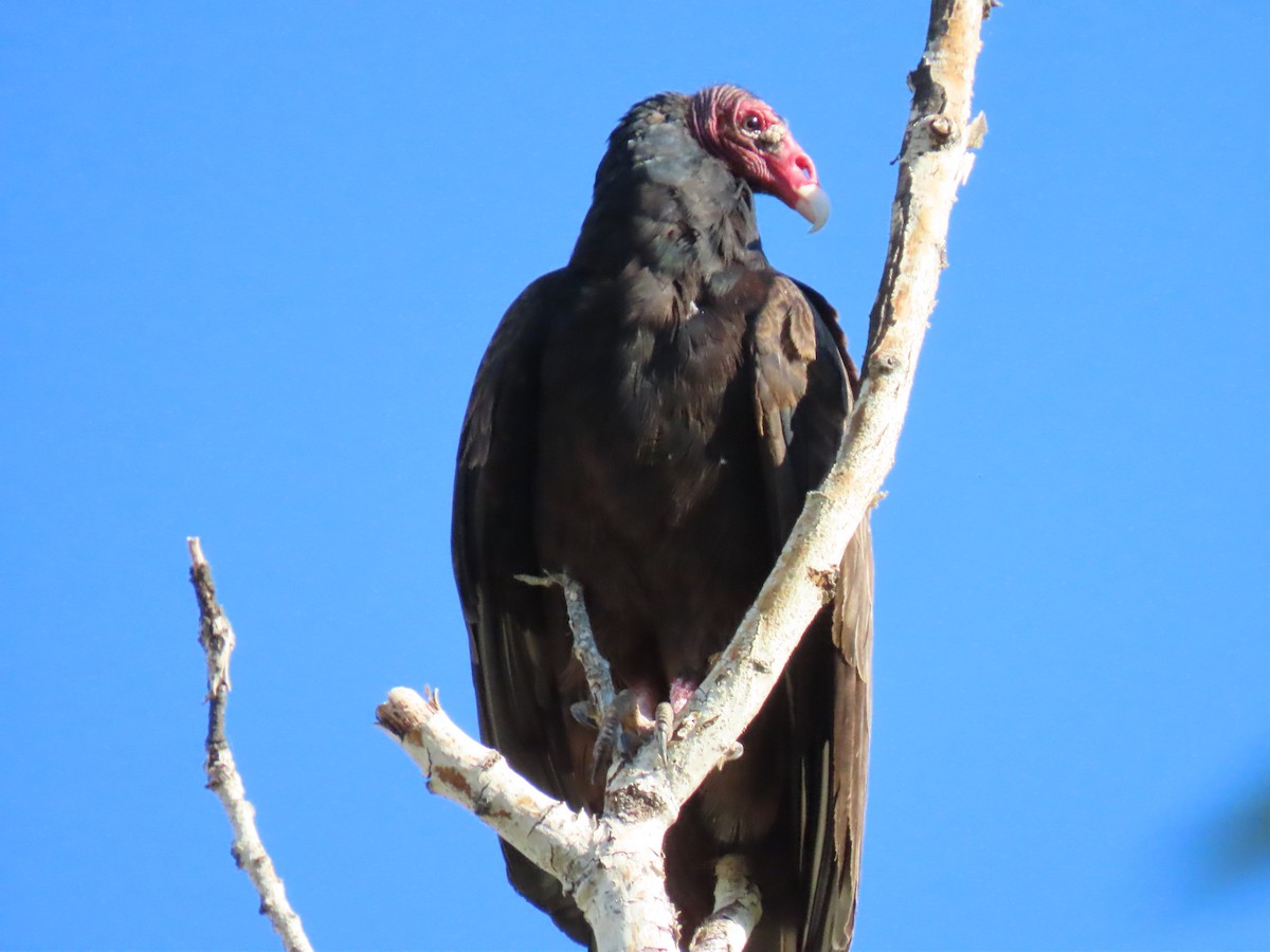 Turkey Vulture - ML638415443