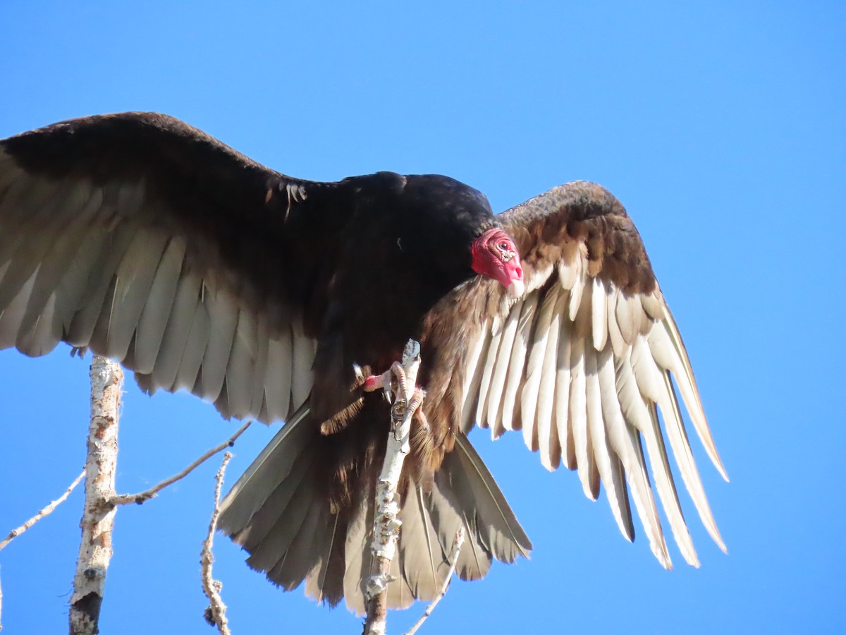 Turkey Vulture - ML638415444