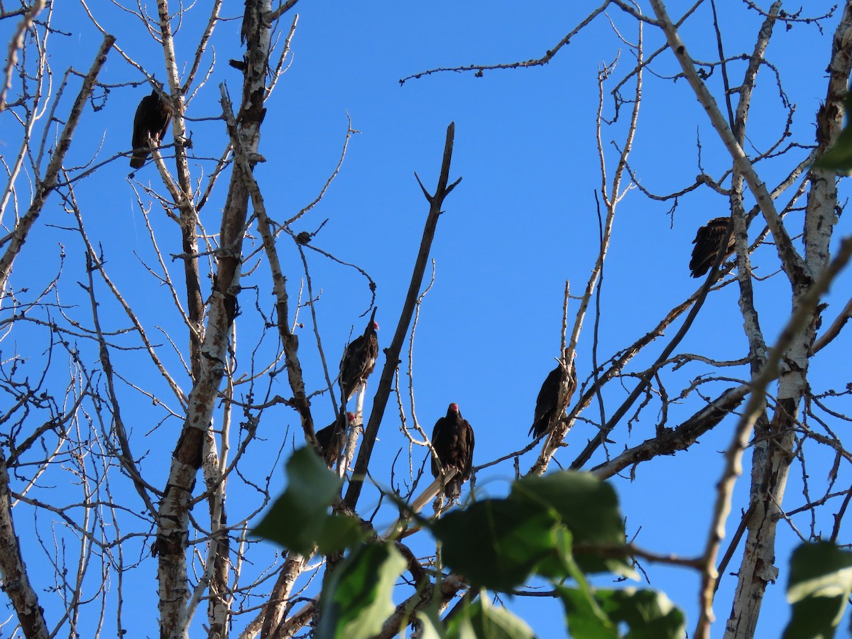Turkey Vulture - ML638415445