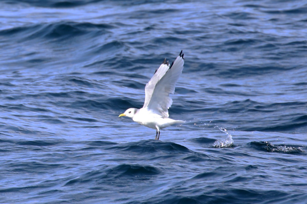 Black-legged Kittiwake - ML638415448