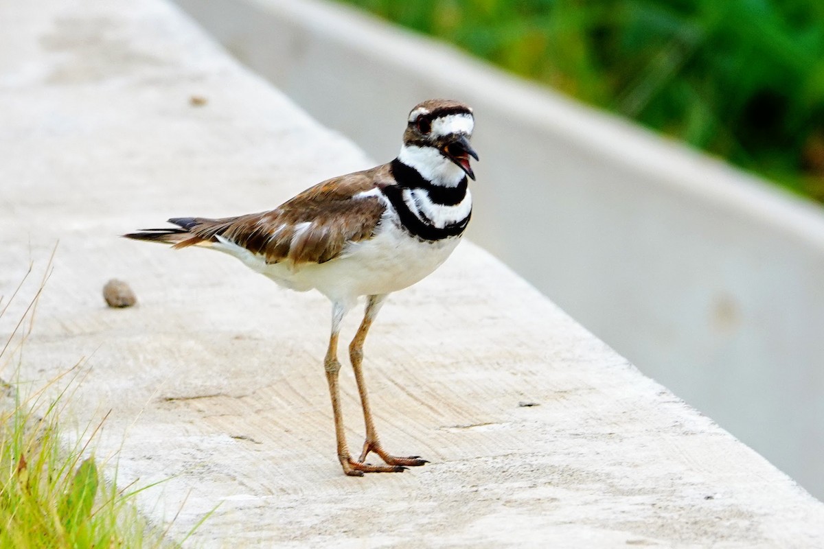 Killdeer - ML638415453