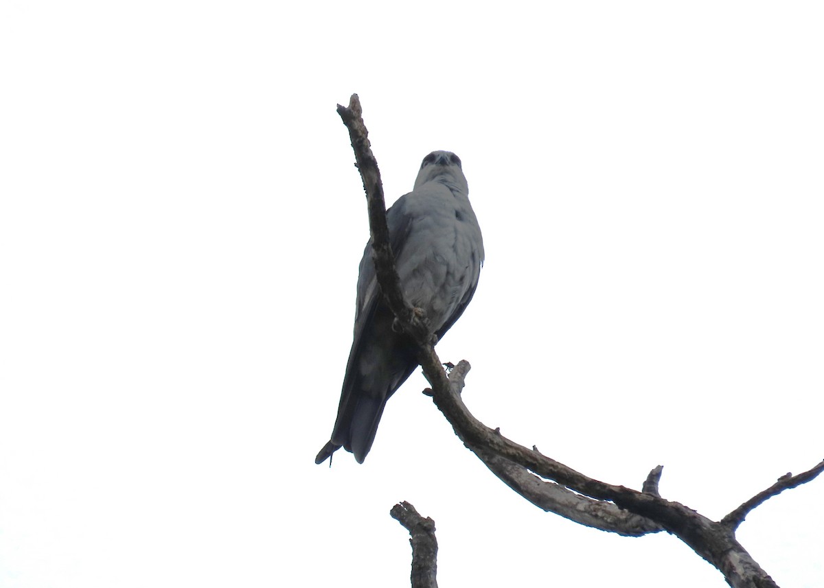 Mississippi Kite - ML638415517