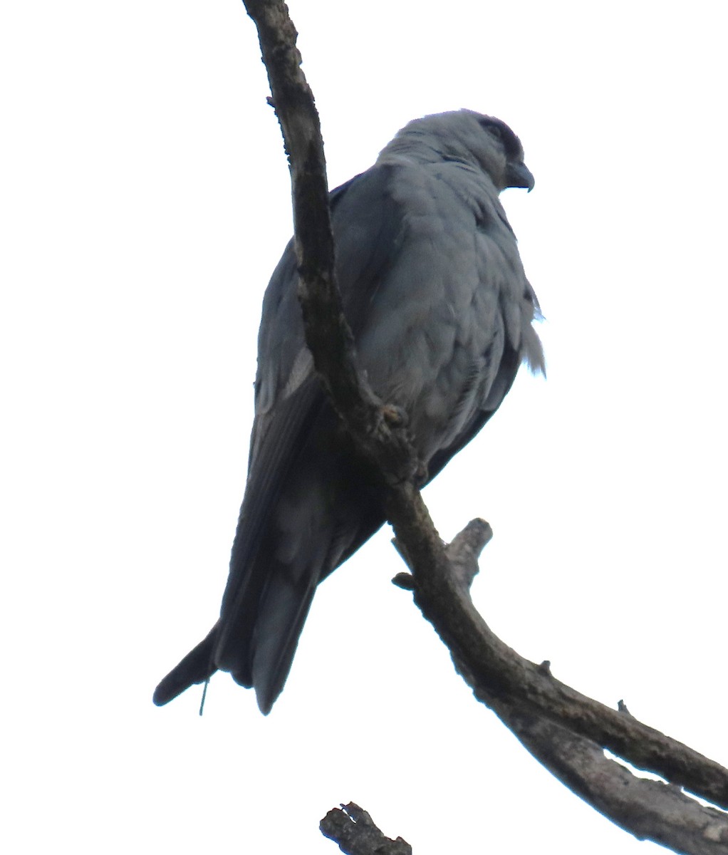 Mississippi Kite - ML638415518