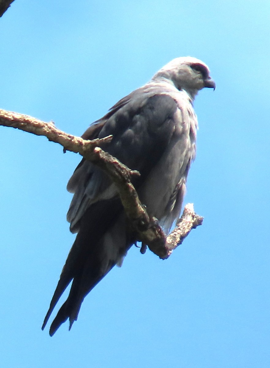 Mississippi Kite - ML638415519