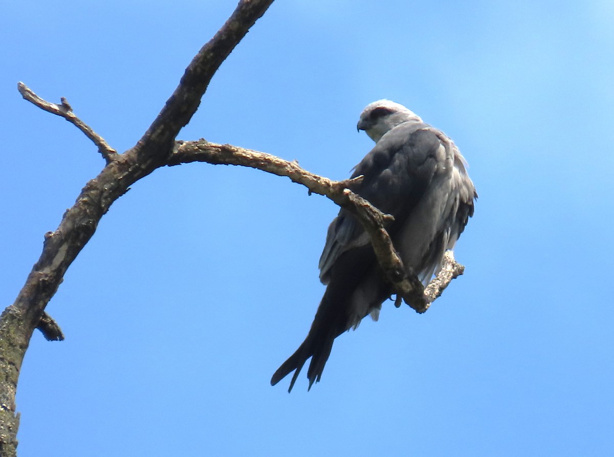Mississippi Kite - ML638415522