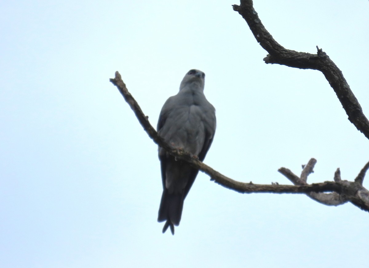 Mississippi Kite - ML638415523