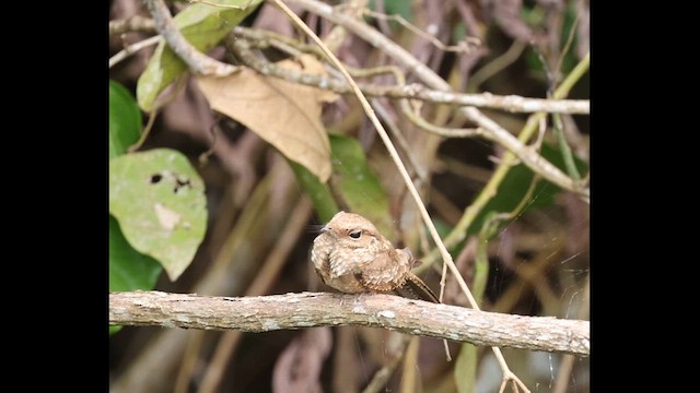 Ladder-tailed Nightjar - ML638415528