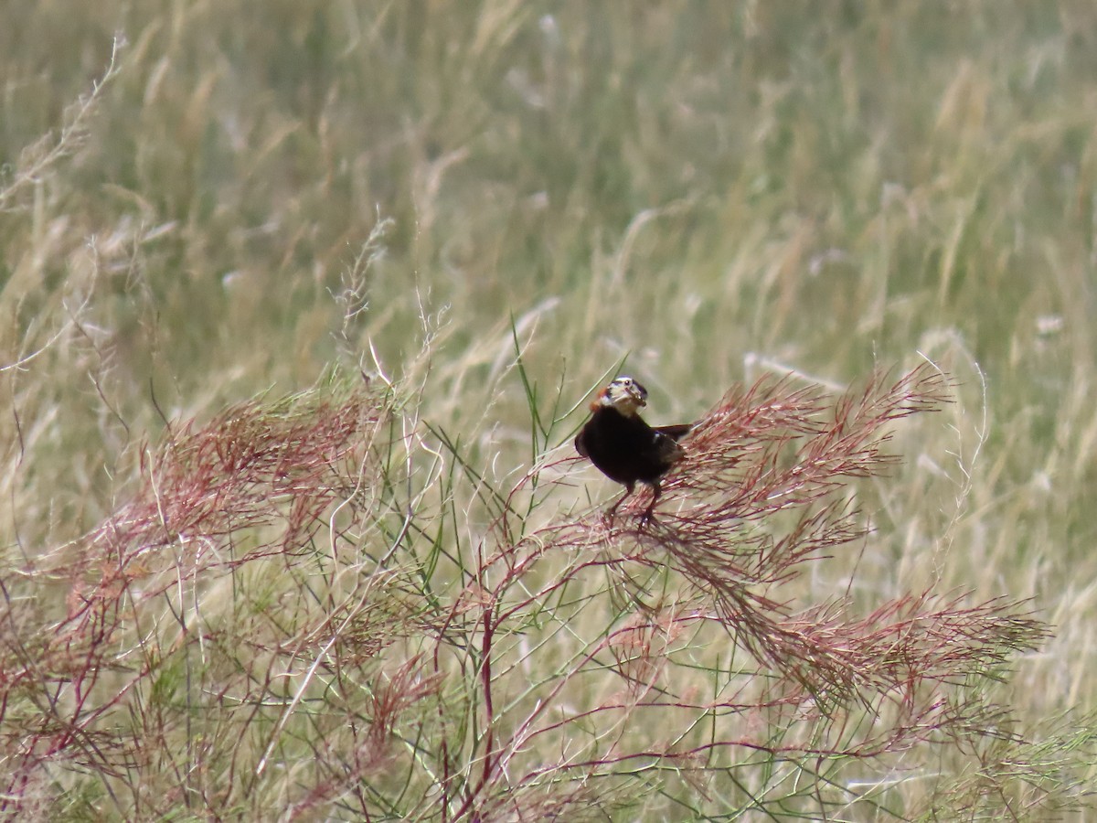 Chestnut-collared Longspur - ML638415567