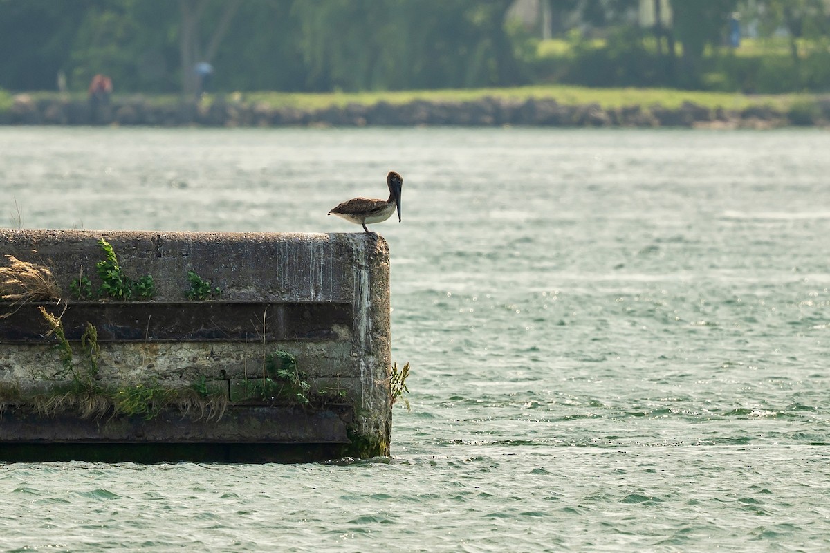 Brown Pelican - Bill Massaro