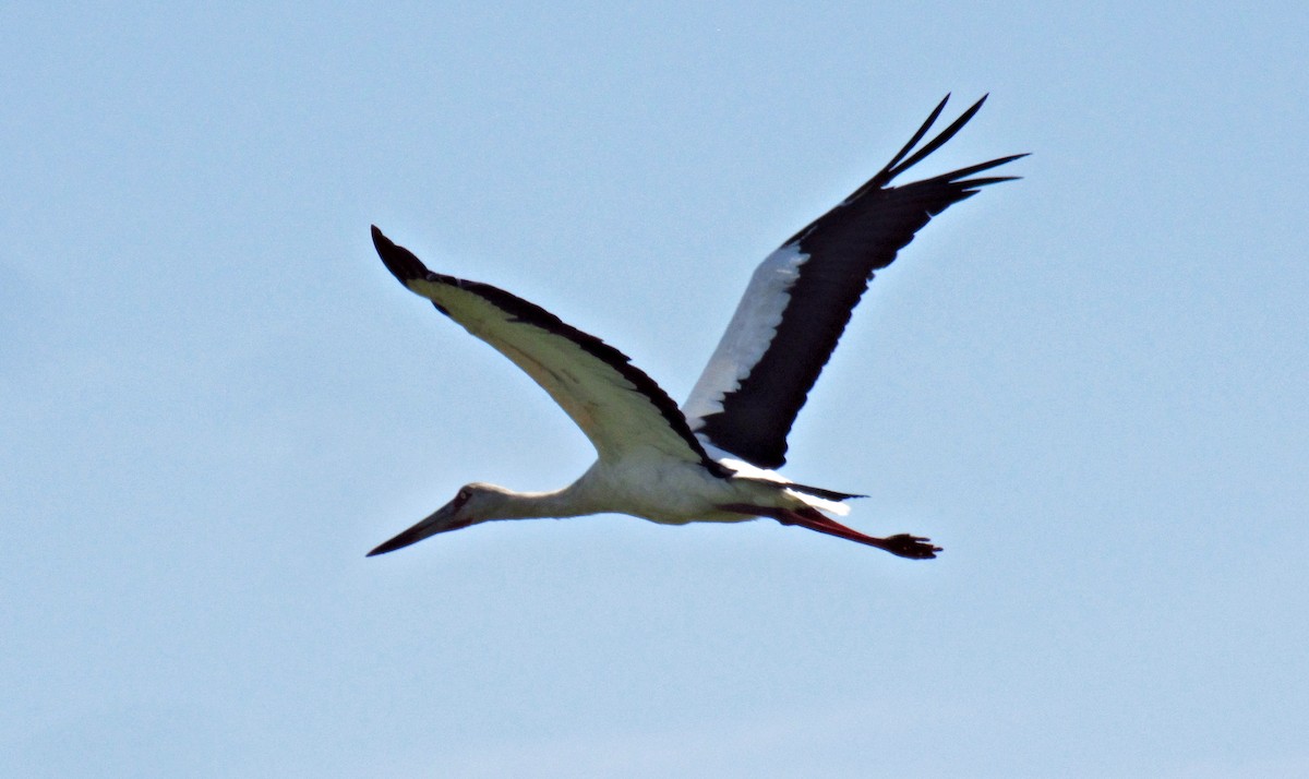 Maguari Stork - ML638415644