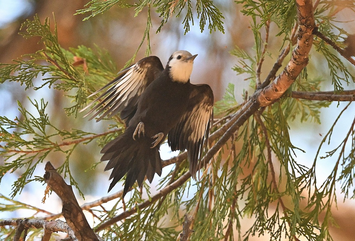 White-headed Woodpecker - ML638415674