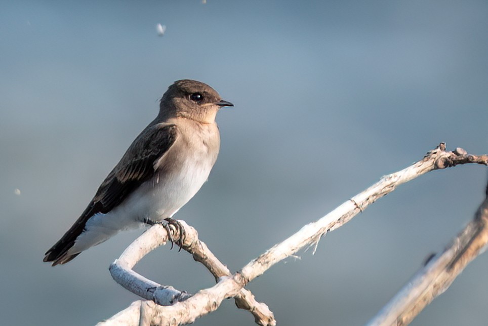 Northern Rough-winged Swallow - ML638415685
