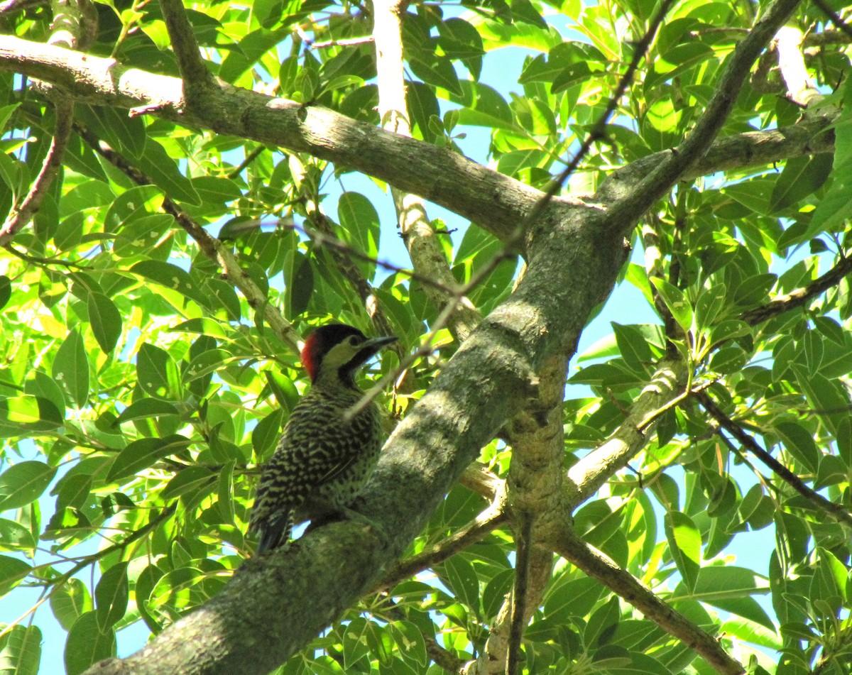 Green-barred Woodpecker - ML638415709