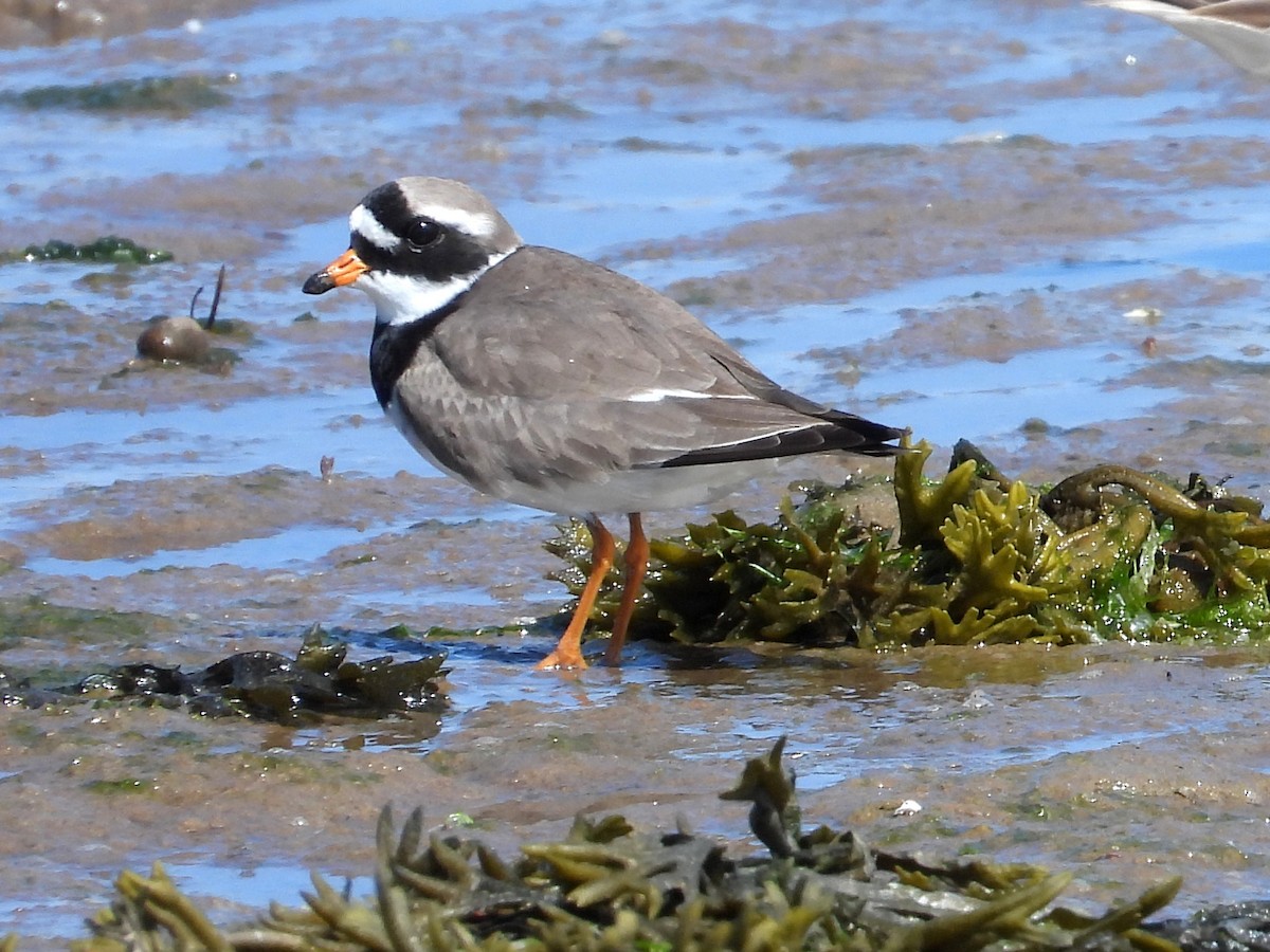 Common Ringed Plover - ML638415727