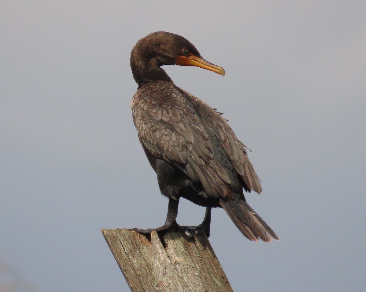 Cormorán Orejudo - ML638415730