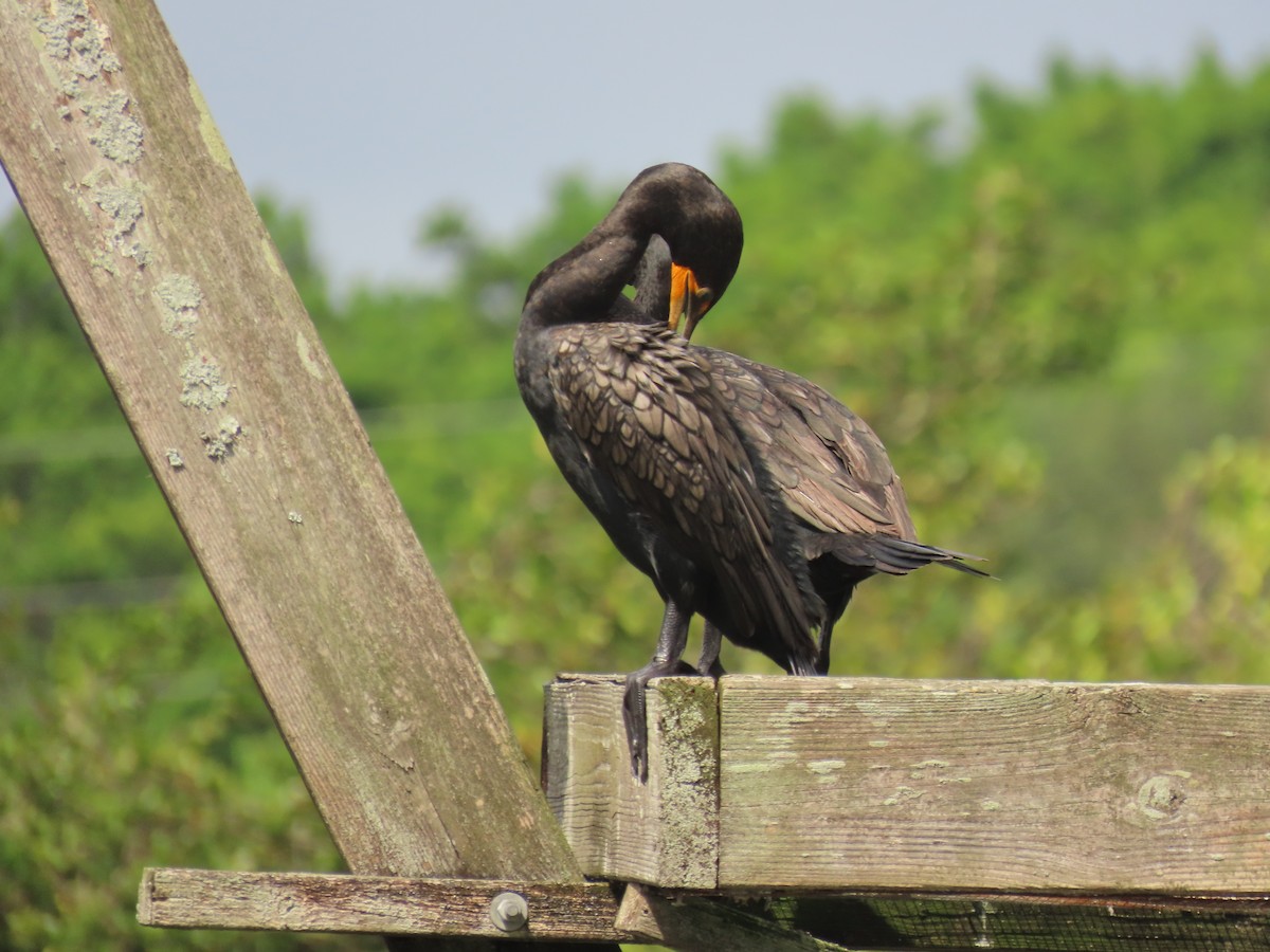 Cormorán Orejudo - ML638415731