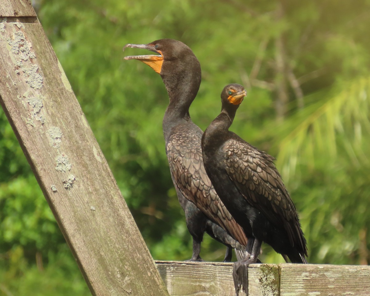 Cormorán Orejudo - ML638415732