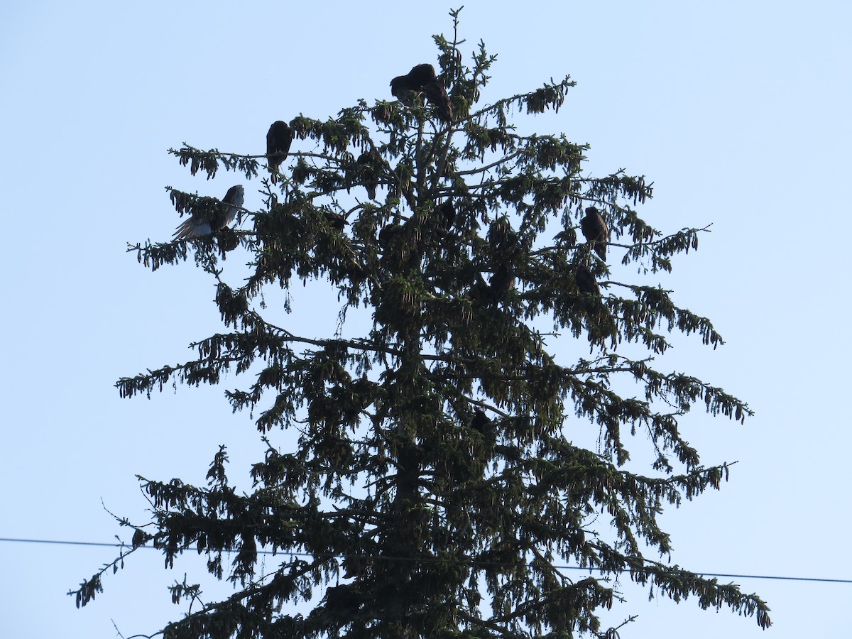 Turkey Vulture - ML638415846
