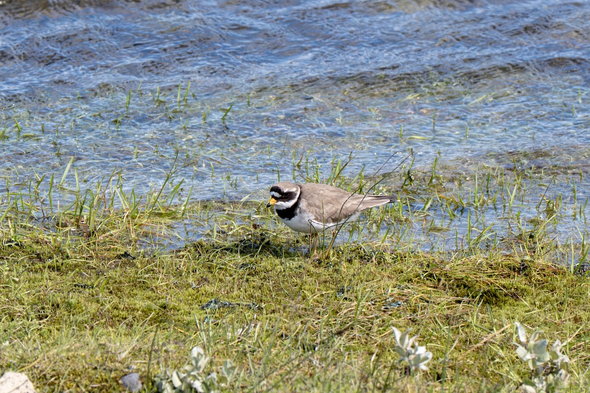 Common Ringed Plover - ML638415851