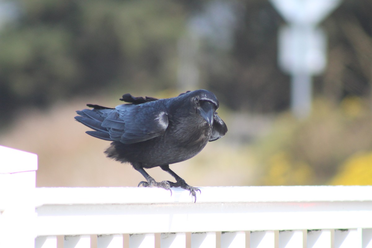Common Raven - ML638415857