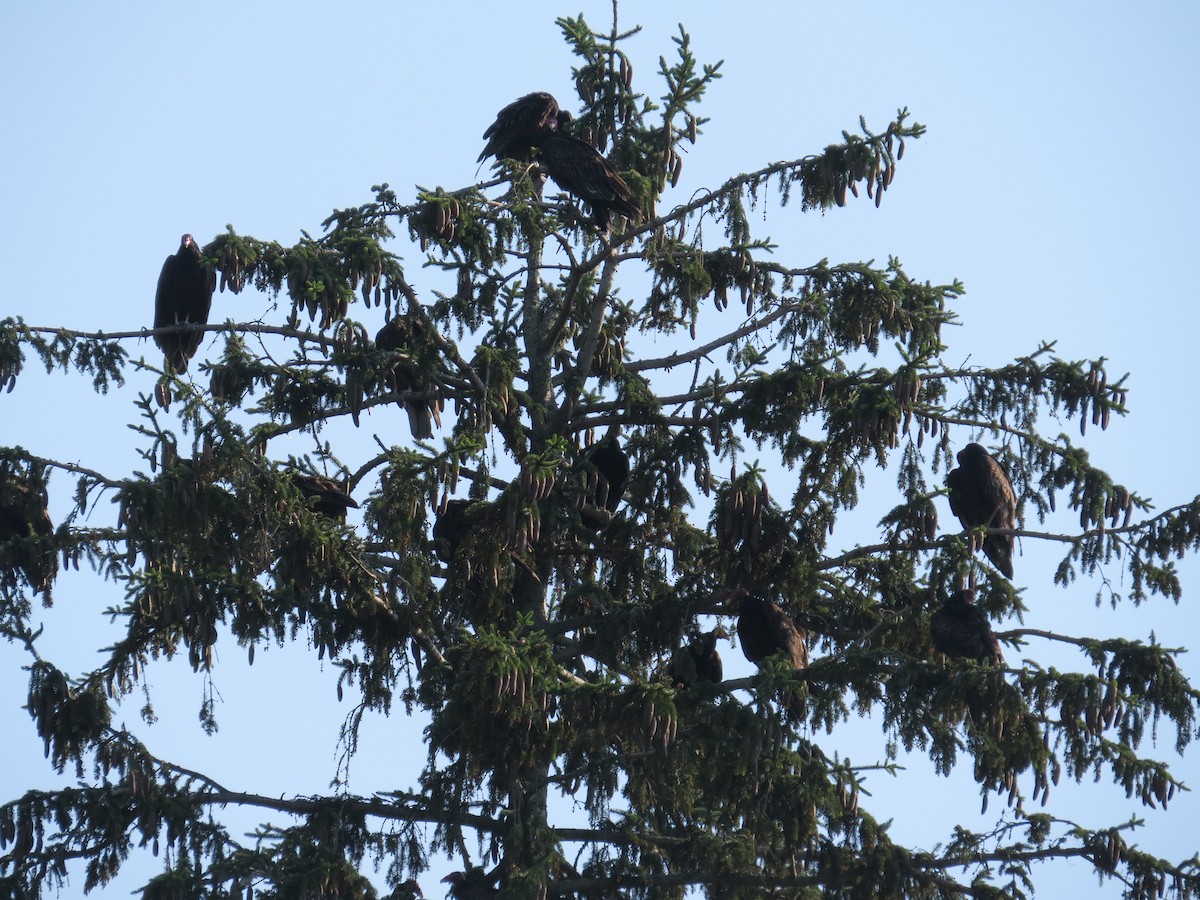 Turkey Vulture - ML638415861
