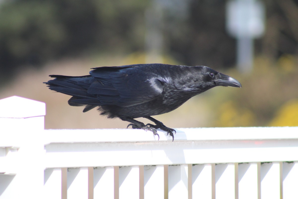 Common Raven - ML638415863