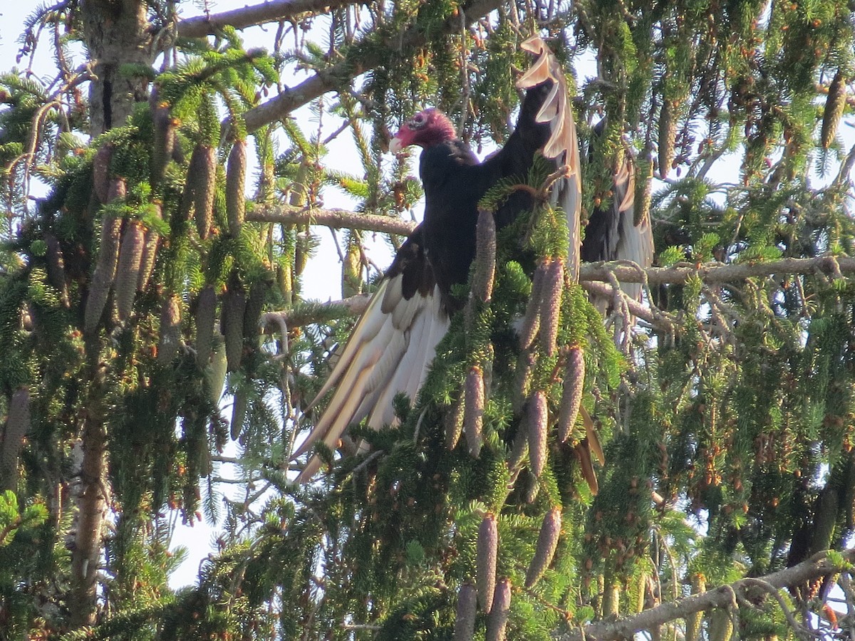 Turkey Vulture - ML638415873