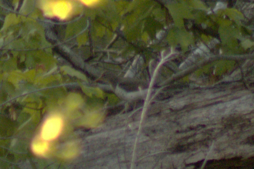 Drosseluferläufer - ML638415905